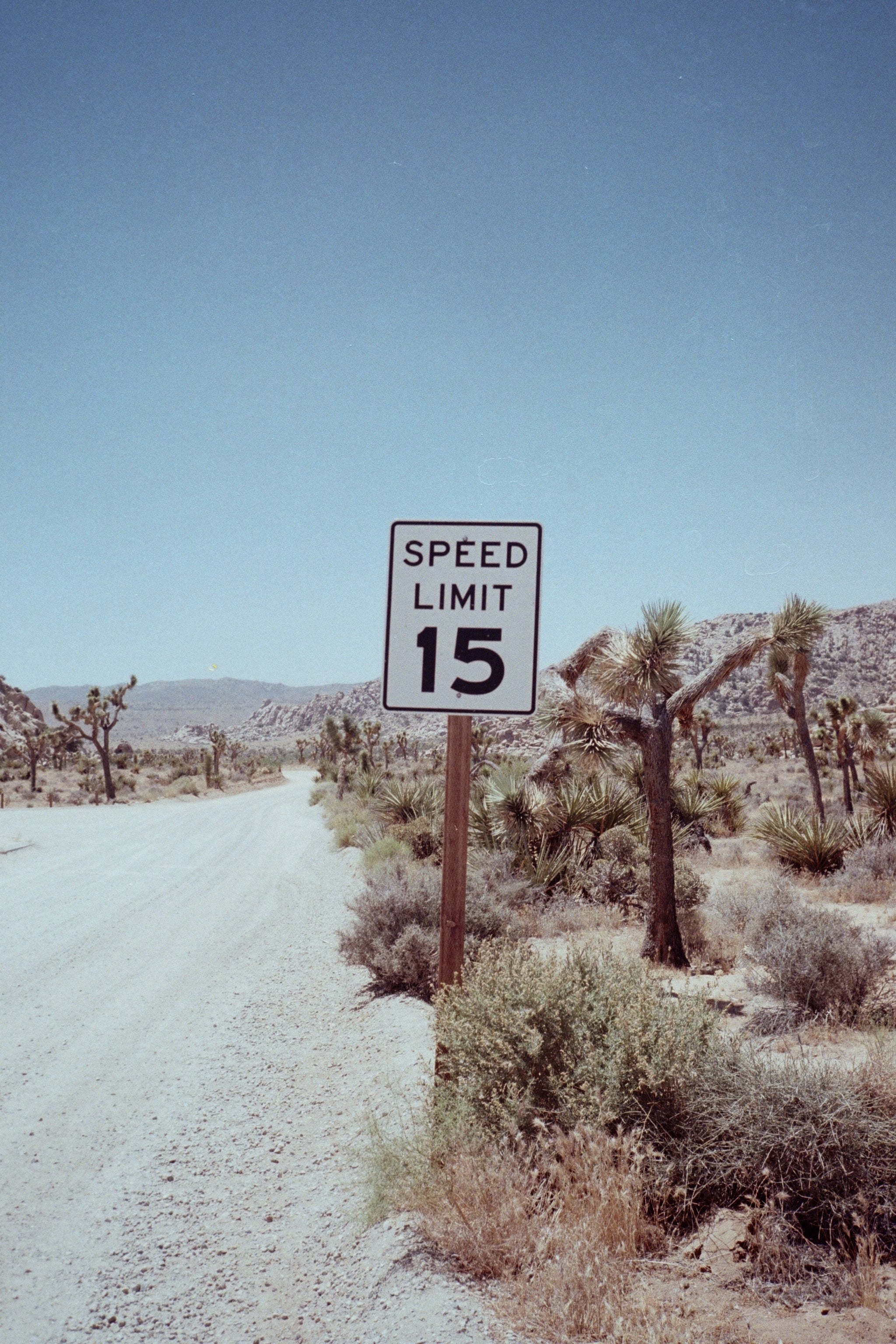 JOSHUA TREE No.9