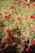 FLORAL No.5