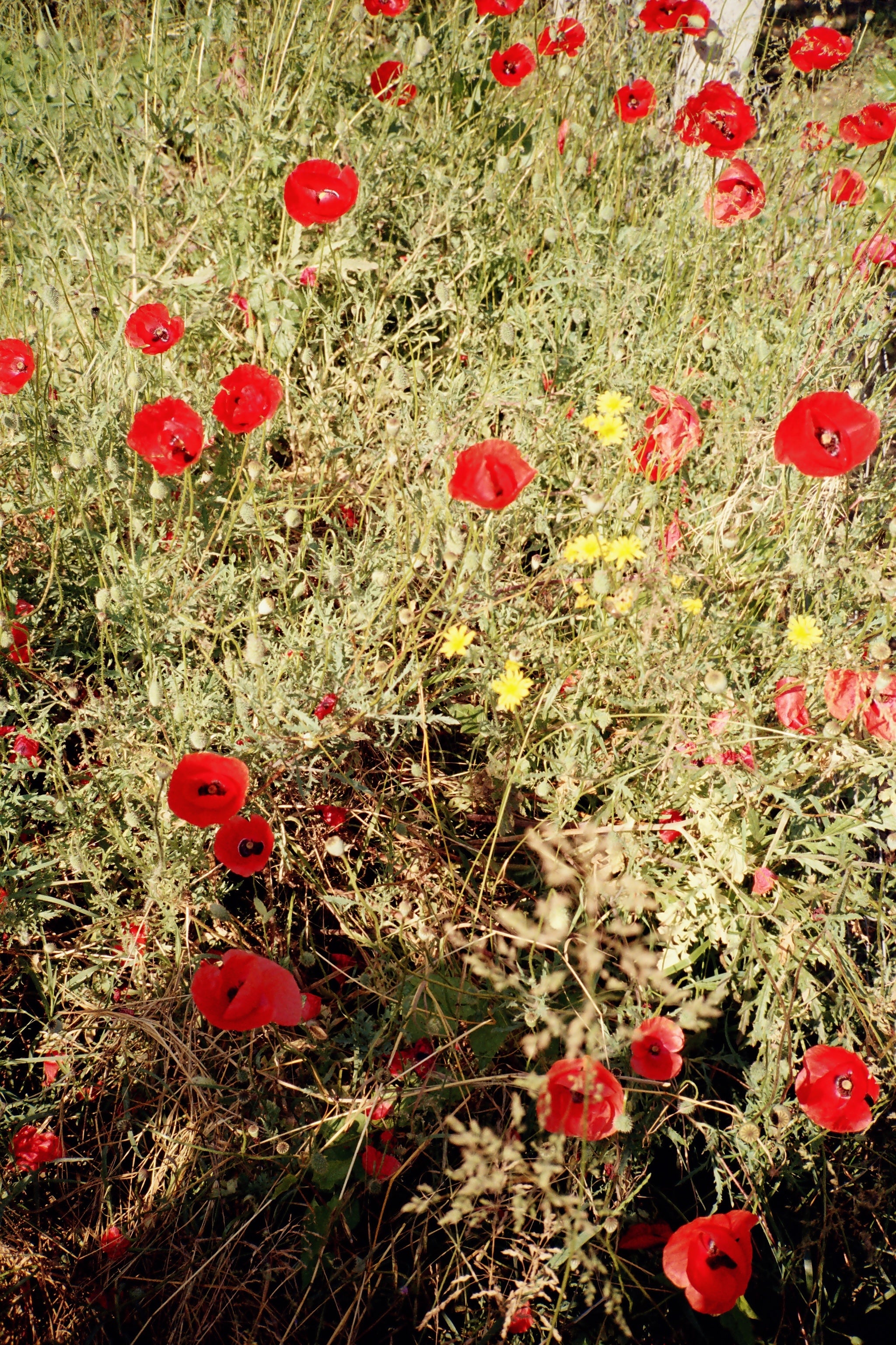 FLORAL No.5